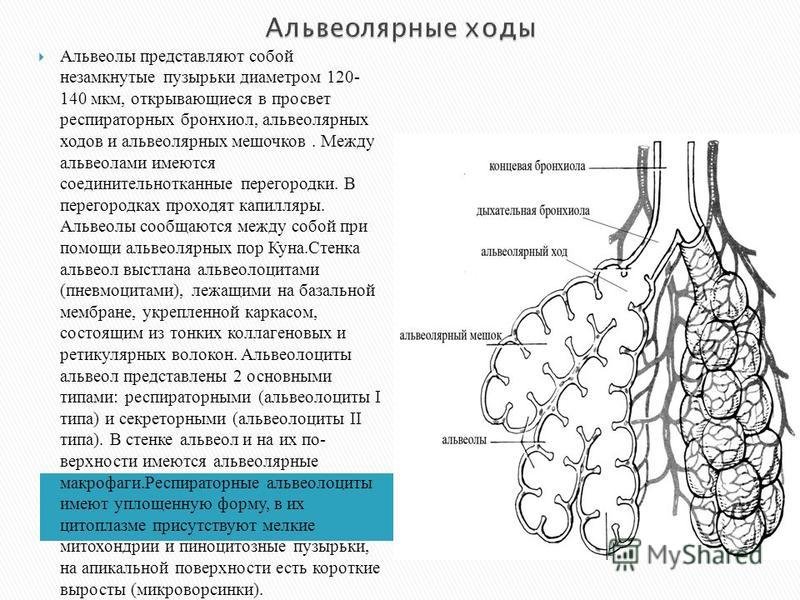 Альвеолярные пузырьки у млекопитающих находятся в. Строение альвеол. Строение стенки альвеолы. Что такое альвеолы легких у человека. Строение легочной альвеолы.