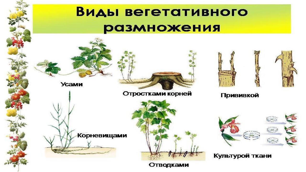 Что означает вегетативный. Вегетативное и генеративное размножение. Вегетативное и генеративное размножение растений. Вегетативное размножение цветковых растений. Сообщение о значении вегетативного размножения растений в природе.