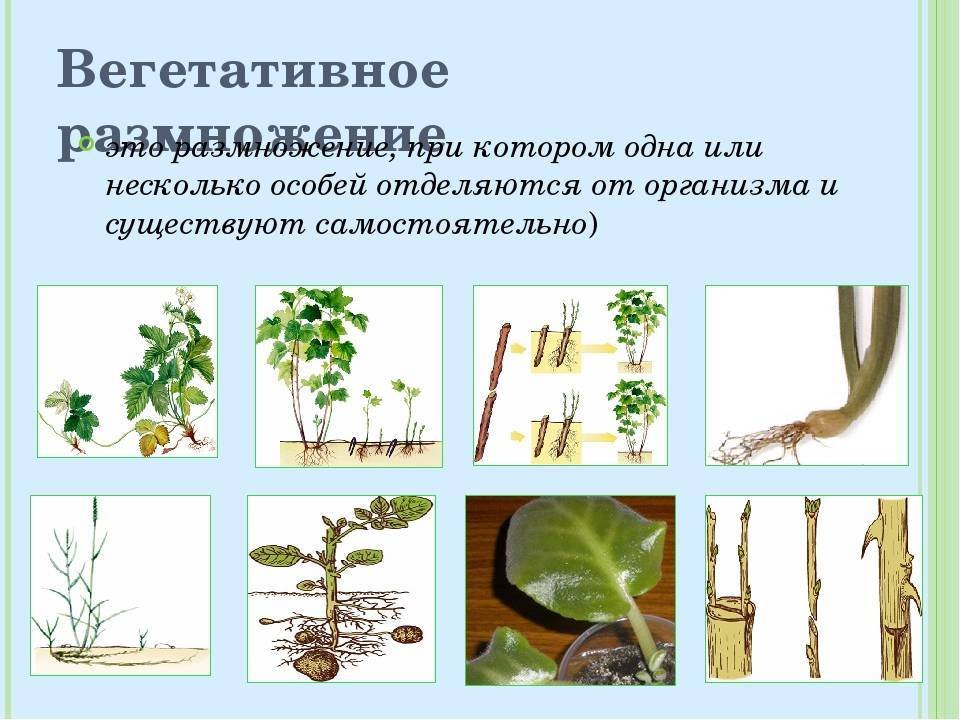 Вегетативное размножение растений примеры таблица. Вегетативное размножение. Способы вегетативного размножения. Вегетативное размножение осуществляется с помощью. Растения которые размножаются вегетативно.