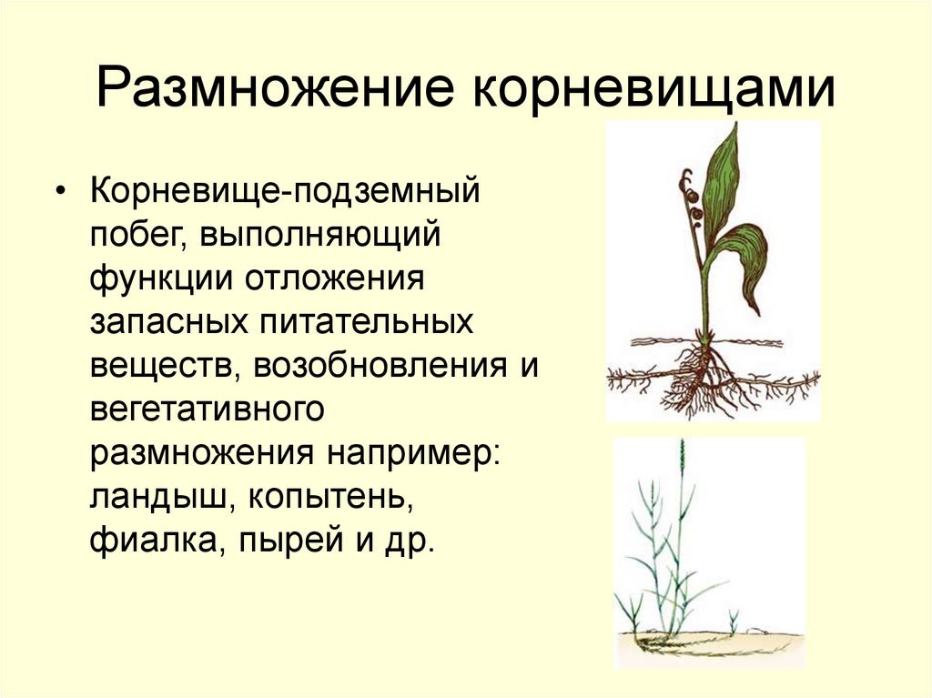 Растения образующие корневища. Вегетативное размножение корневищами. Способы вегетативного размножения корневищами. Вегетативное размножение корневищами описание. Описание способа размножения корневищем.