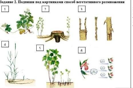 Размножение растений 6 класс тест с ответами