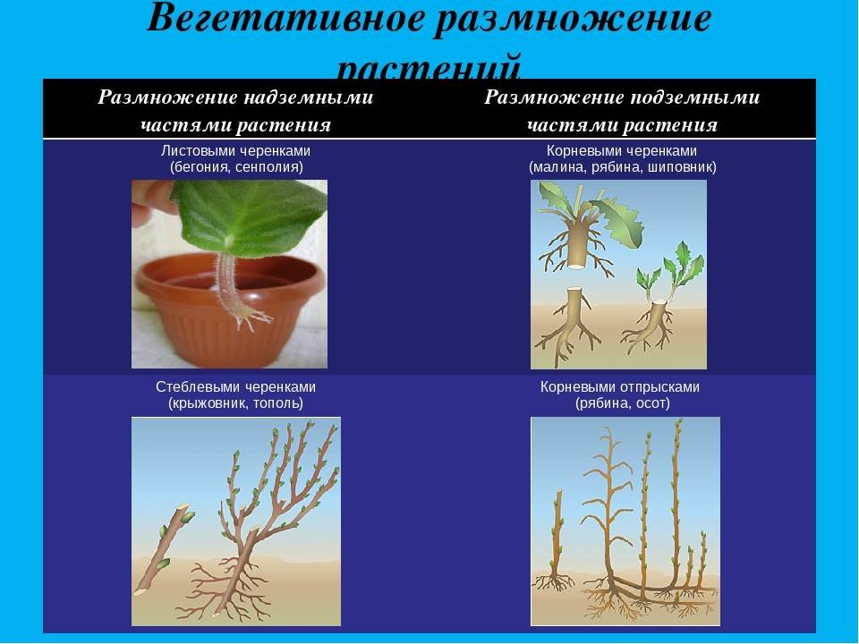 В чем заключается размножение в жизни растения