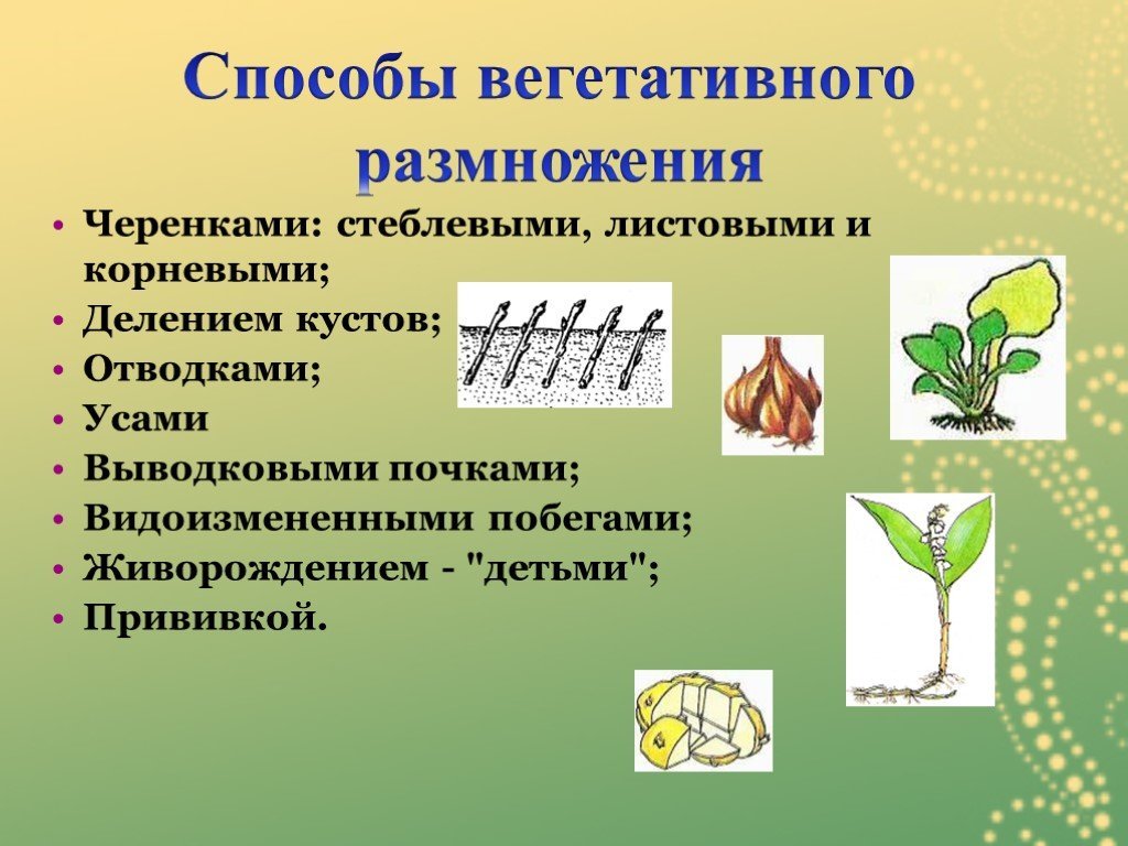 Растения размножающиеся вегетативным путем. Черенкование является способом вегетативного размножения. Способы вегетативного размножения растений. Размножение стеблевыми черенками. Технологии вегетативного размножения растений черенкование.
