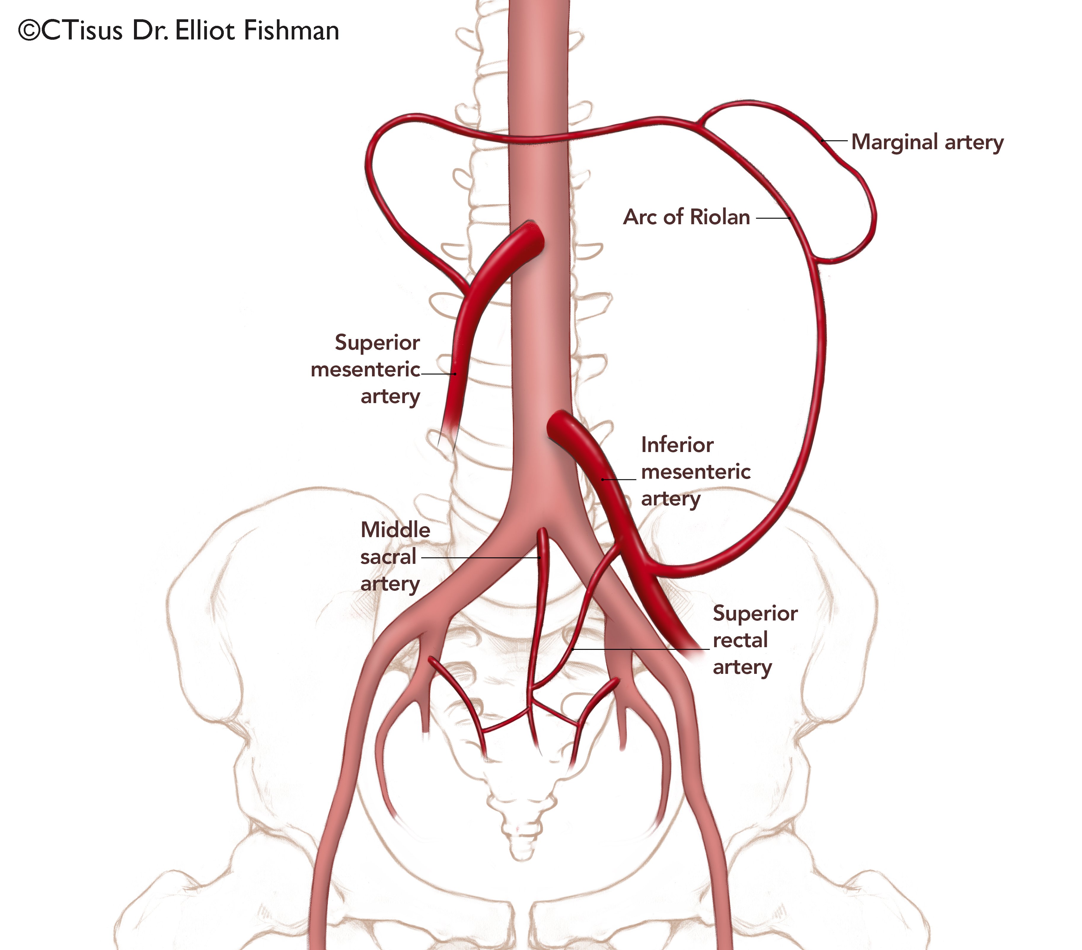 Точка кровообращения. Артерия Драммонда и дуга Риолана. Верхняя прямокишечная артерия. Дуга Риолана схема.