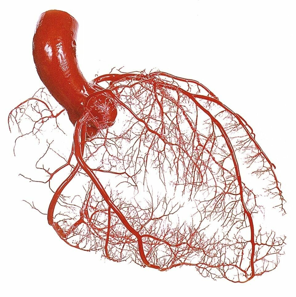 Правая сердечная артерия. Коронарные артерии венечные вены. Венечные артерии сердца анатомия. Коронарные артерии и венечные артерии. Анатомия коронарных артерий сердца.