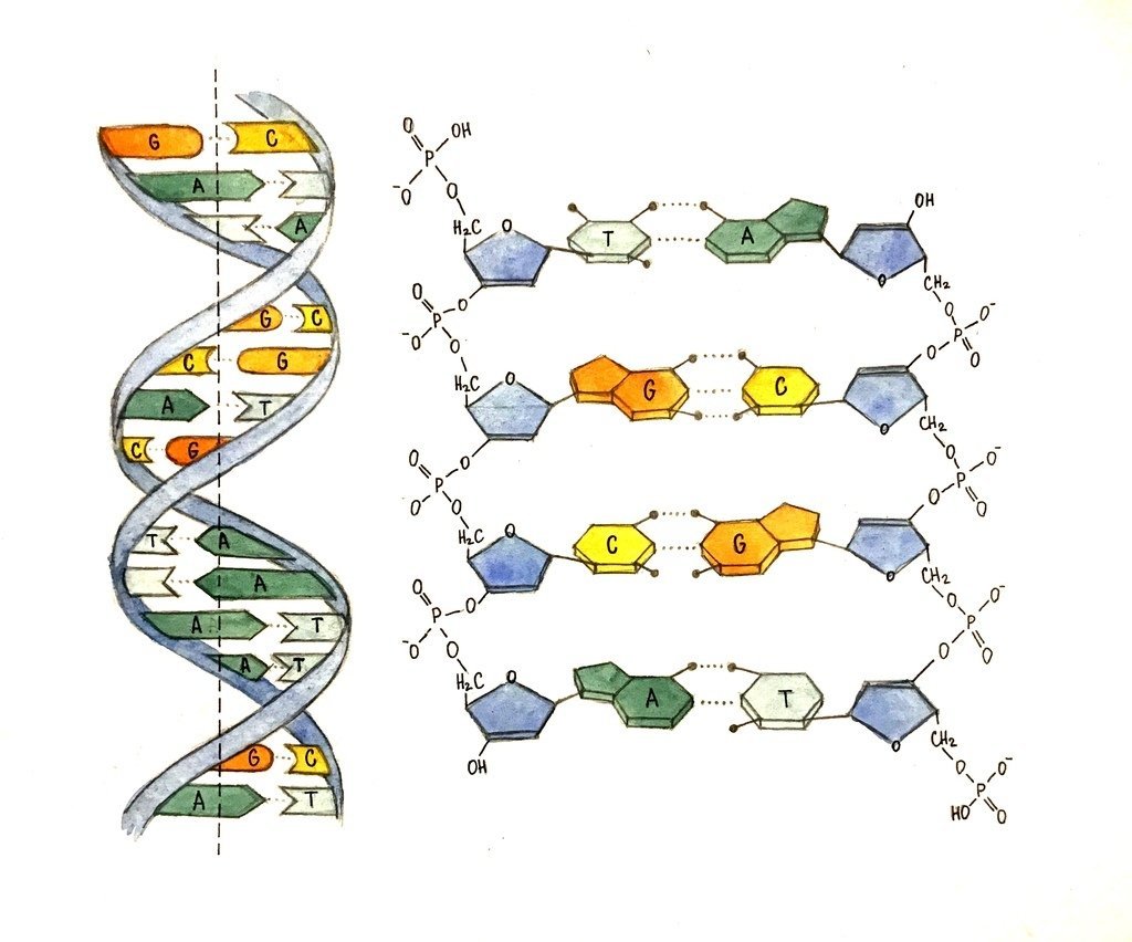 Днк 04.03 2024. Структура цепи ДНК. Цепочка ДНК по принципу комплементарности. Структура двухцепочечной молекулы ДНК. ДНК цепочка нуклеотидов.