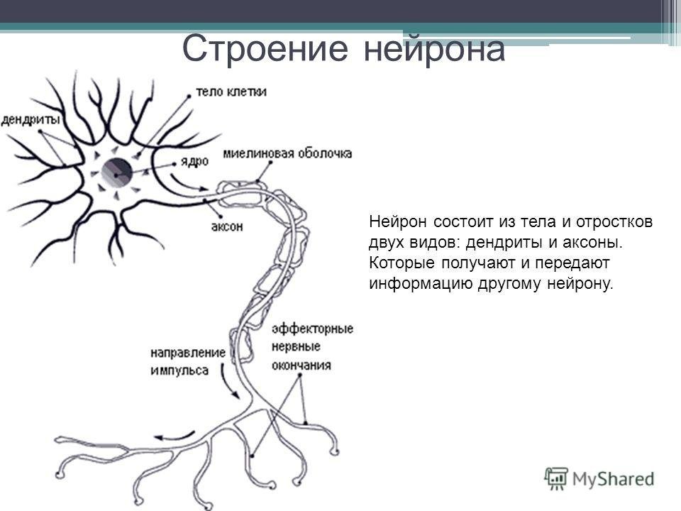 Как называется короткий нейрона. Нейрон строение и функции. Схема строения нейрона. Внутренне строение нейрона. Строение клетки нейрона.