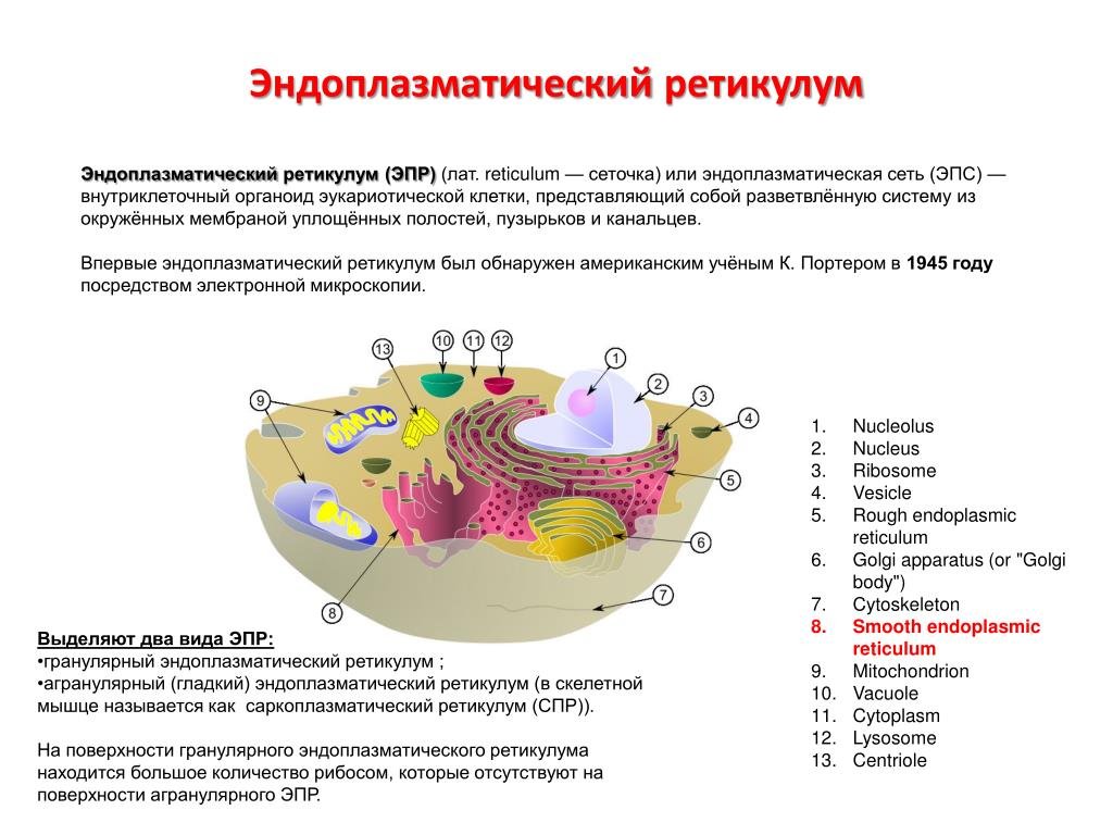 Пузырьков эпс. ЭПС ретикулум. Эндоплазматическая сеть ретикулум. Эндоплазматический ретикулум функции. Функции эндоплазматического ретикулума.