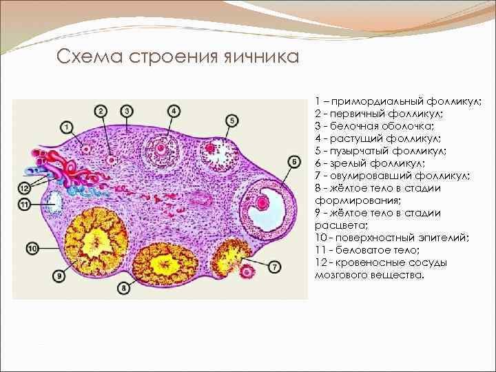 Внутреннее строение яичника. Яичник анатомия строение гистология. Строение яичника крысы гистология. Строение яичника оболочки. Схема гистологического строения жёлтого тела.