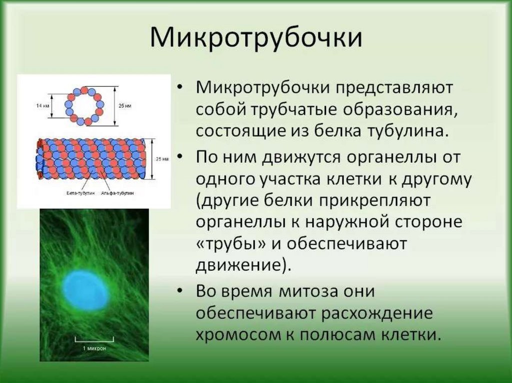 Синтез белков тубулинов. Тубулиновые микротрубочки. Строение клетки микротрубочки. Цитоскелет микротрубочки строение. Микротрубочки образуются из.