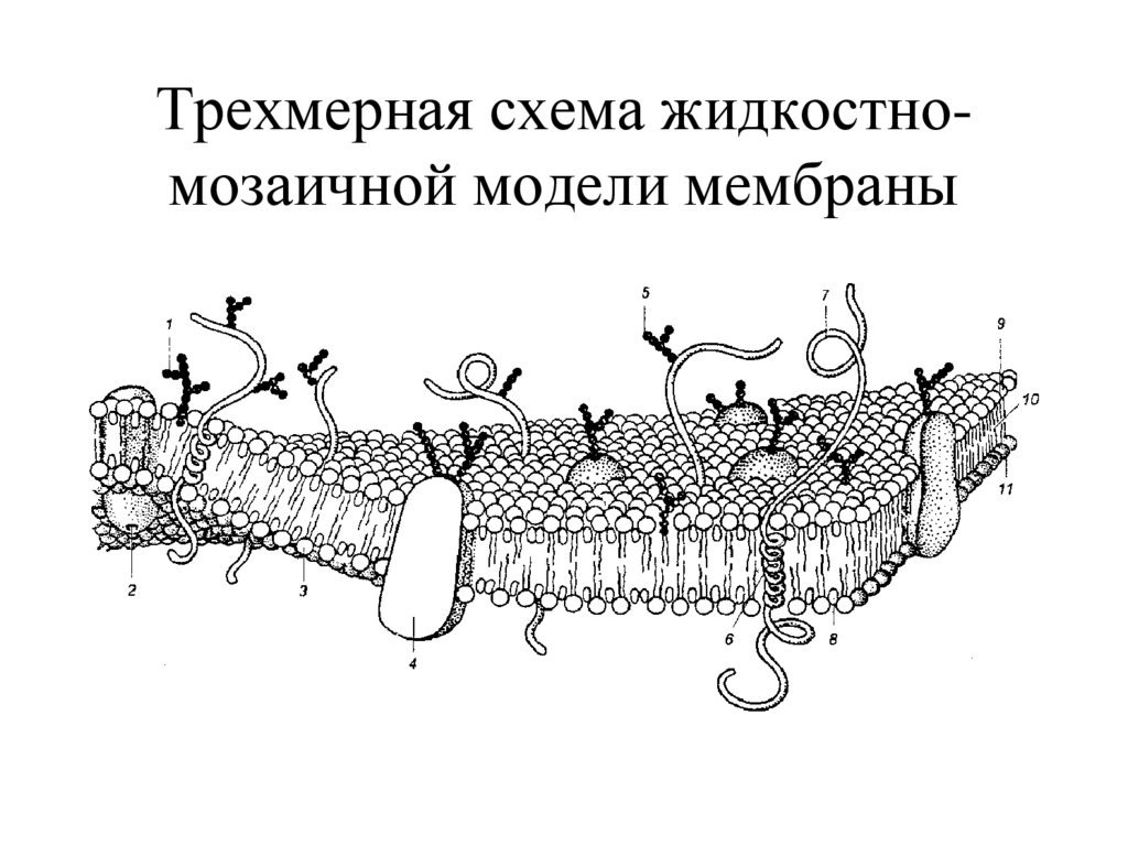 Модель мембраны клетки. Жидкостно мозаичная модель клеточной мембраны. Жидкостно-мозаичная модель мембраны схема. Жидкостно мозаичная модель клеточной мембраны схема. Мозаичная модель клеточной мембраны.