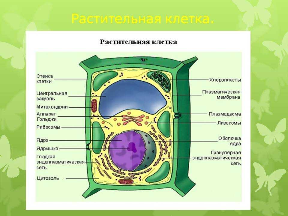 Растительная клетка царство. Модель растительной клетки 6 класс биология. Строение растительной клетки 10. Строение и функции растительной клетки 6 класс. Органоиды клетки клеточная стенка.