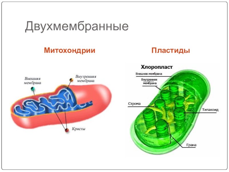 Хлоропласт полуавтономный. Митохондрии и хлоропласты строение и функции. Митохондрия строение граны. Строение митохондрии и хлоропласта. Митохондрии строение органоида.