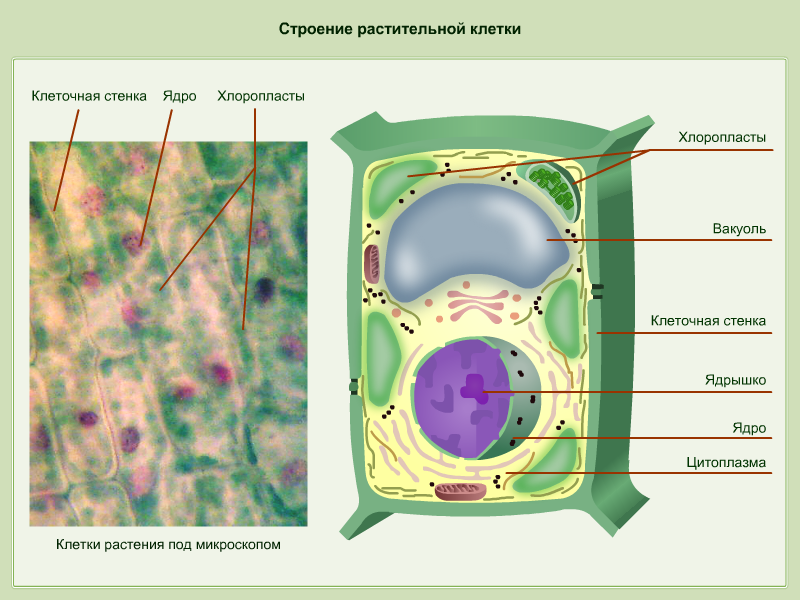 Какие структуры характерны только растительной клетке