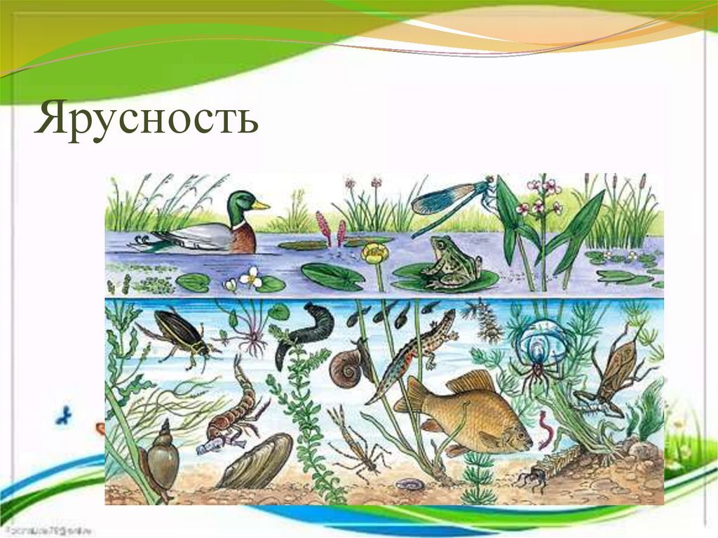 Природное сообщество озеро 5 класс биология