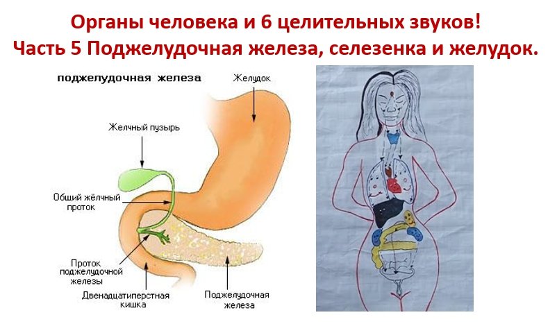 Поджелудочная и селезенка одно и тоже. Схема органов человека поджелудочная железа. Расположение внутренних органов поджелудочной железы. Желудок селезенка поджелудочная железа. Селезёнка и поджелудочная железа.