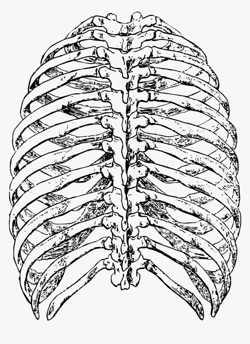 Показать ребра человека. Грудная клетка анатомия 10 ребро. Скелет грудной клетки ребра. Скелет человека грудная клетка ребра.