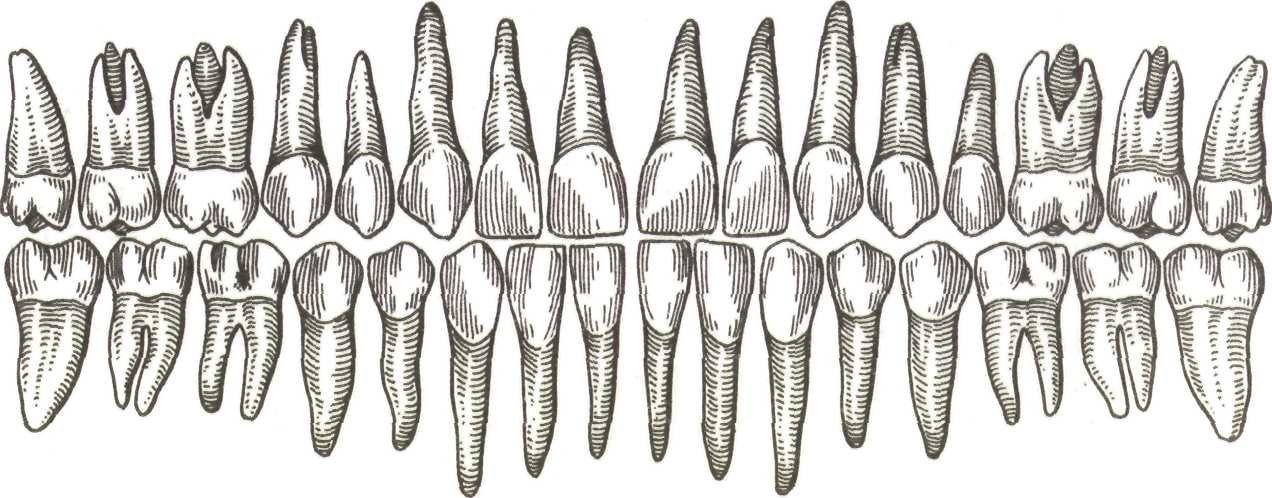 Как называются корни зубов. Резец клык моляр премоляр. Резцы и клыки анатомия. Анатомия резцов верхней челюсти постоянного прикуса.