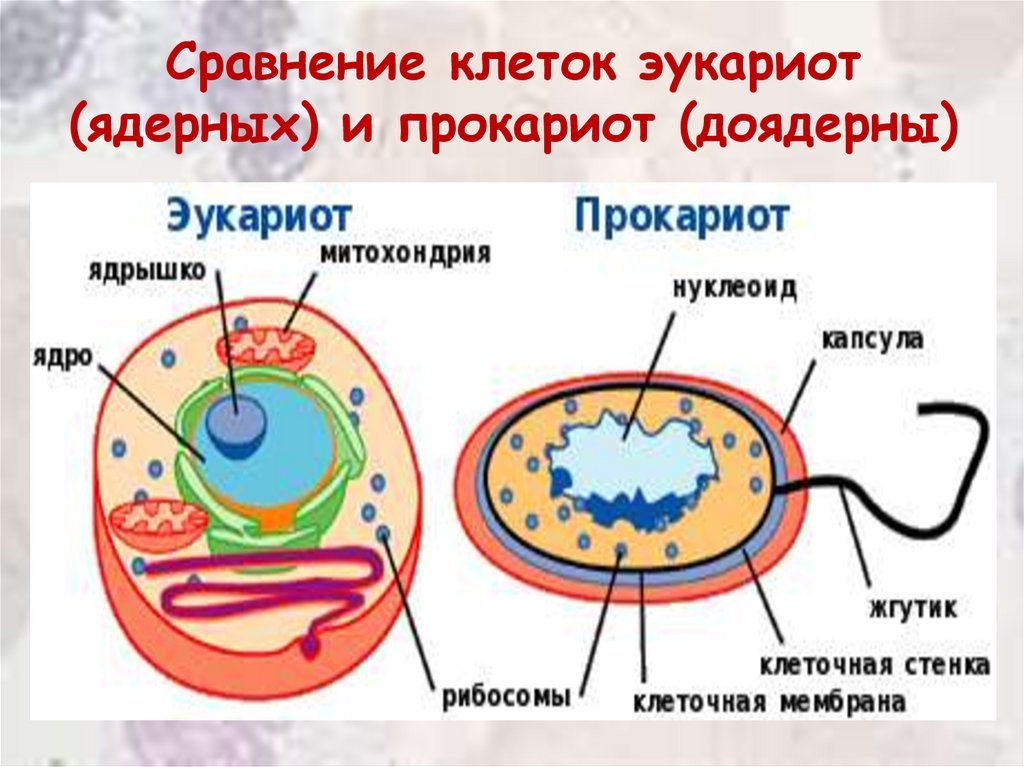 Структура клетки прокариот. Строение прокариотической и эукариотической клеток. Строение прокариот и эукариот рисунок. Строение клетки прокариот и эукариот. Сравнение клеток прокариот и эукариот рисунок.