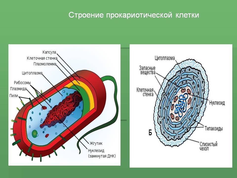 Строение бактериальной клетки прокариот. Схема строение прокариотических клеток. Клетка прокариот схема. Строение клетки прокариот рисунок.