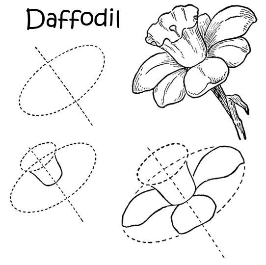 Идеи для срисовки нарцисс цветок (90 фото)