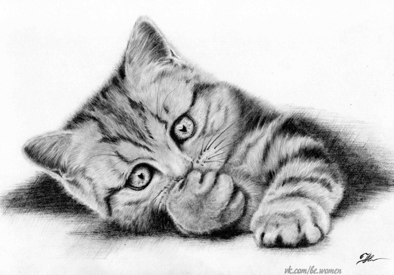 Pencil cats. Котенок рисунок. Кошка карандашом. Котик рисунок карандашом. Кошка рисунок карандашом.