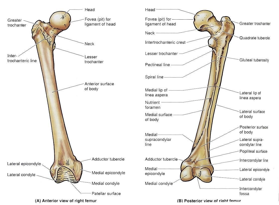 С какими костями соединяется бедренная кость. Femur строение. Вертел бедренной кости анатомия. Малый вертел бедренной кости. Строение бедренной кости анатомия.