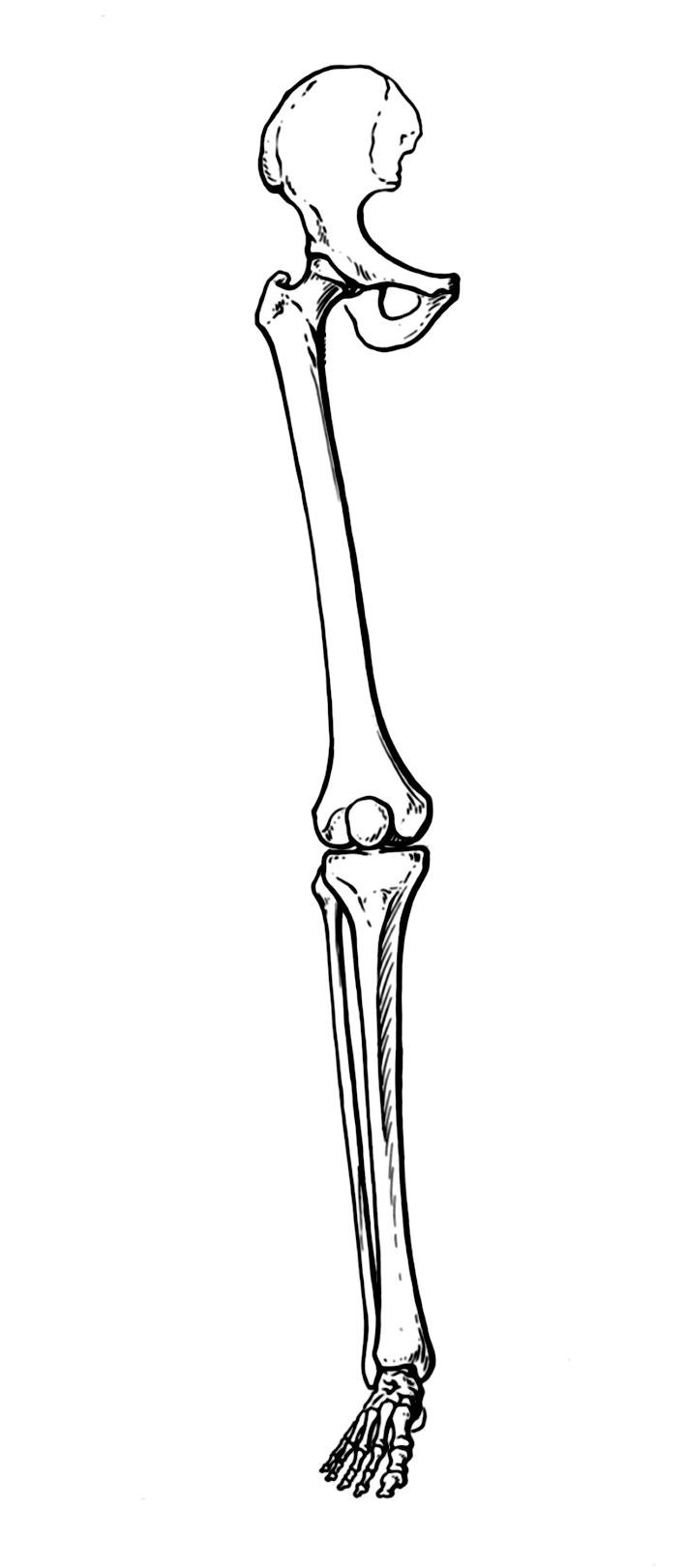 Скелет нижних конечностей человека кости. Кости скелета нижней конечности. Малая берцовая кость фибула. Кости нижней конечности рисунок. Скелет нижних конечностей анатомия кости.