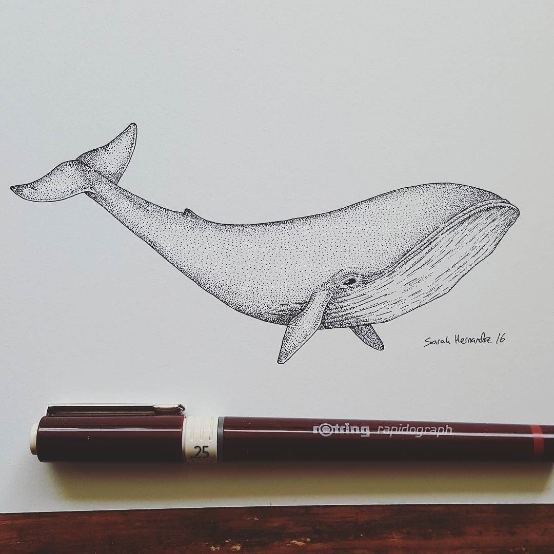 Папа кит карандашами. Кит карандашом. Рисунок кита для срисовки. Нарисовать кита карандашом. Картинки кита для срисовки.