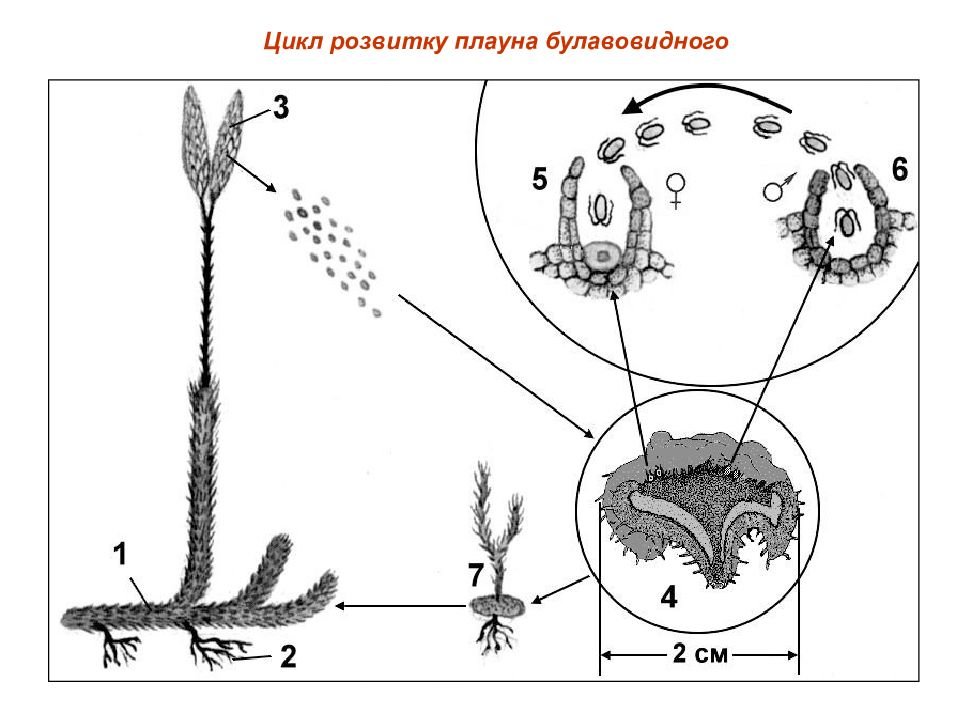 Плауны размножаются семенами. Гаметофит плауна булавовидного. Жизненный цикл плауна булавовидного схема. Цикл развития плауна булавовидного схема. Жизненный цикл плаунов схема.
