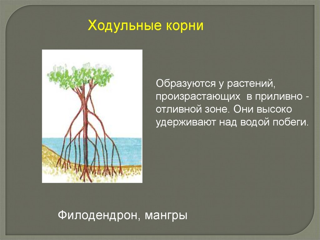 Как усилить доступ воздуха корням краткий ответ. Ходульные корни мангры. Ходульные корни видоизменения. Филодендрон ходульные корни. Опорные ходульные корни.