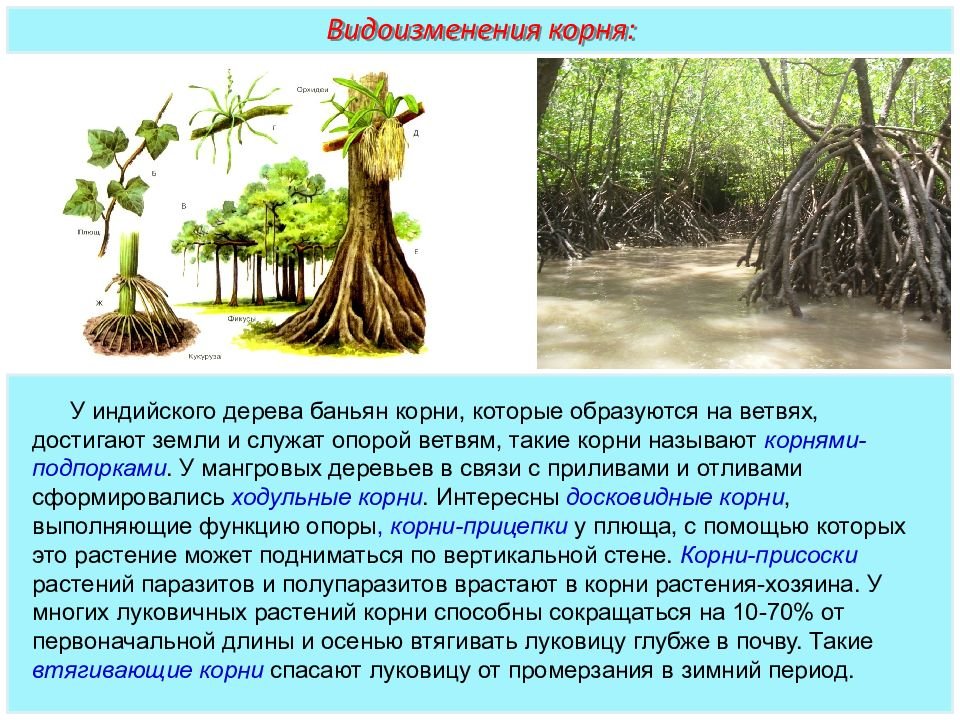 Растения имеющие видоизмененные корни. Корни подпорки баньяна. Ходульные корни баньяна.