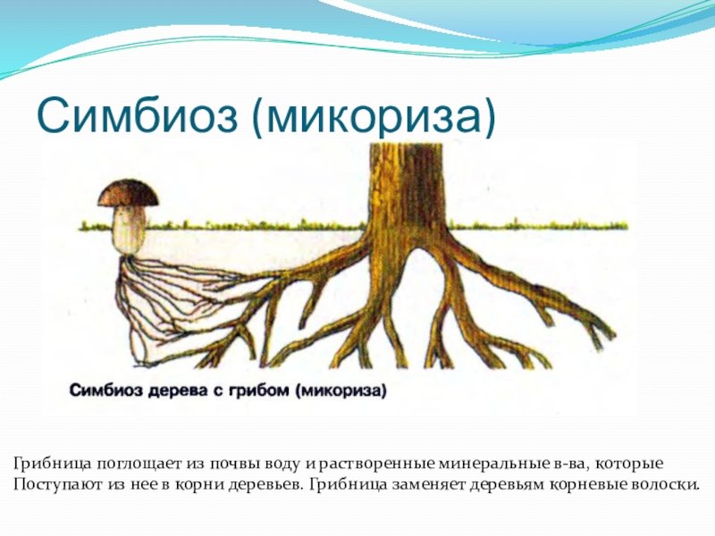 Шляпочный гриб и дерево. Строение гриба микориза. Симбиоз гриба и дерева.