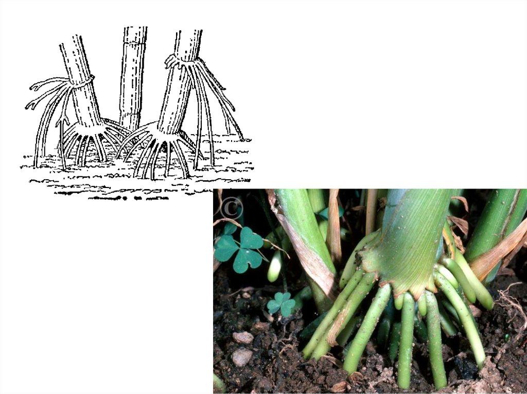 Растения имеющие видоизмененные корни. Корнеплоды корневые клубни воздушные корни дыхательные корни. Чистяк видоизменение корня. Ходульные корни метаморфозы. Корнеплод корневые клубни корни-прицепки дыхательные корни.