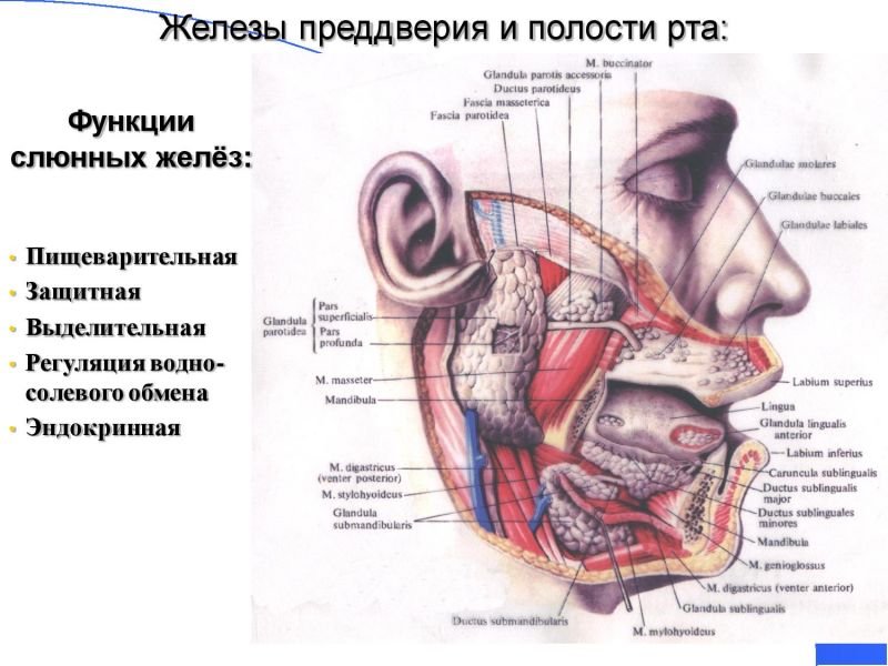 Строение околоушной железы. Околоушная слюнная железа анатомия латынь. Проток околоушной железы анатомия. Слюнные железы топография строение. Слюнные железы анатомия схема у человека.