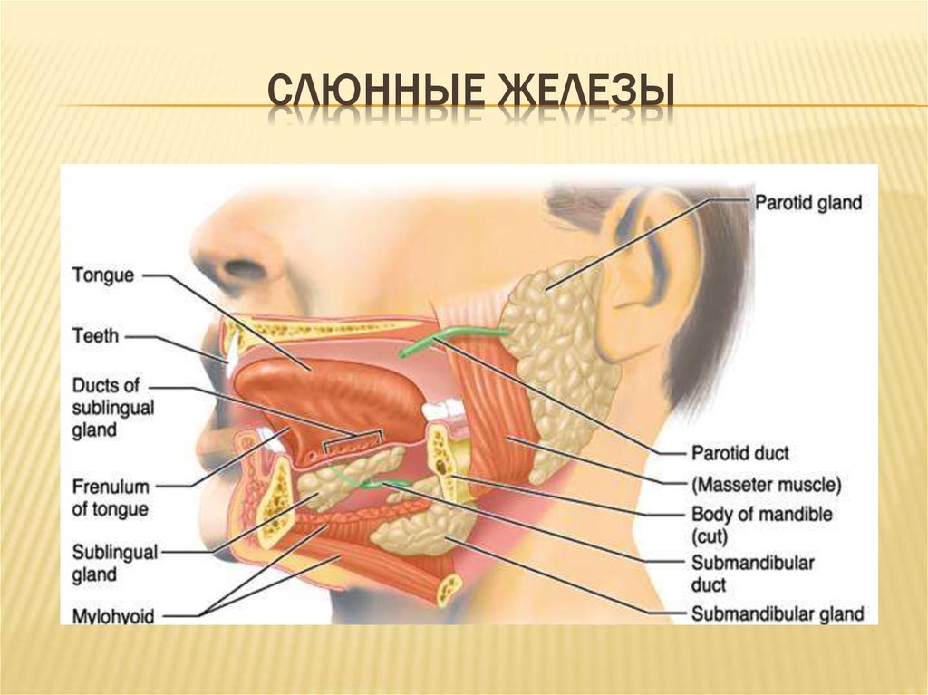 Наличие слюна. Строение ротовой полости слюнные железы. Слюнные железы строение анатомия. Пищеварительная система полость рта слюнные железы. Слюнные железы биология 8 класс.