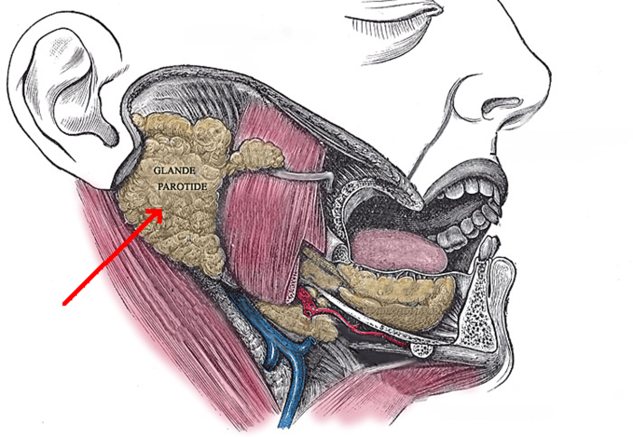 Область околоушной железы. Околоушная слюнная железа анатомия. Проток околоушной слюнной железы анатомия. Околоушная подъязычная поднижнечелюстная. Околоушная железа анатомия расположение.