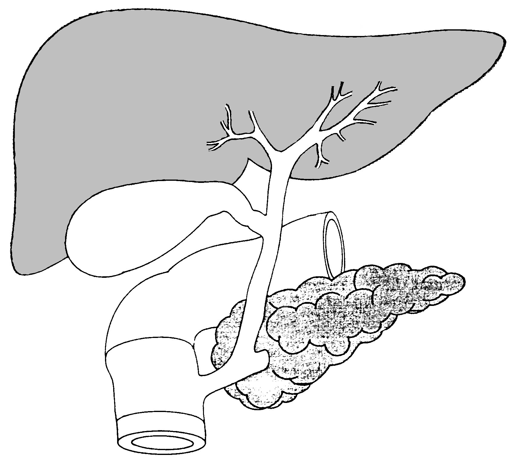 Белая желчь. Желчный пузырь схематично. Рентген анатомия желчных протоков. Печень контур. Анатомия печени, желчевыводящих путей и поджелудочной железы.