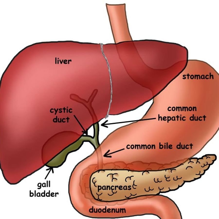 Пузырь в печени человека. Печень анатомия. Печень и желчный пузырь анатомия на человеке. Liver.