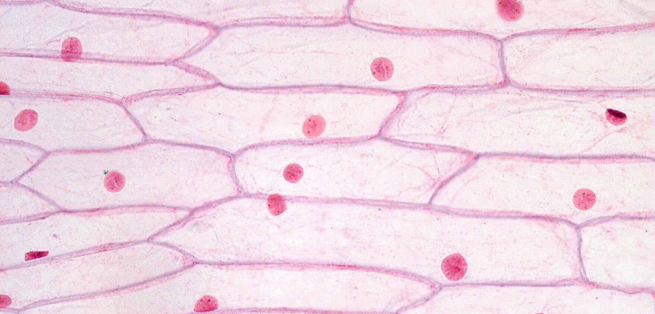 строение раст клетки под микроскопом фото 114