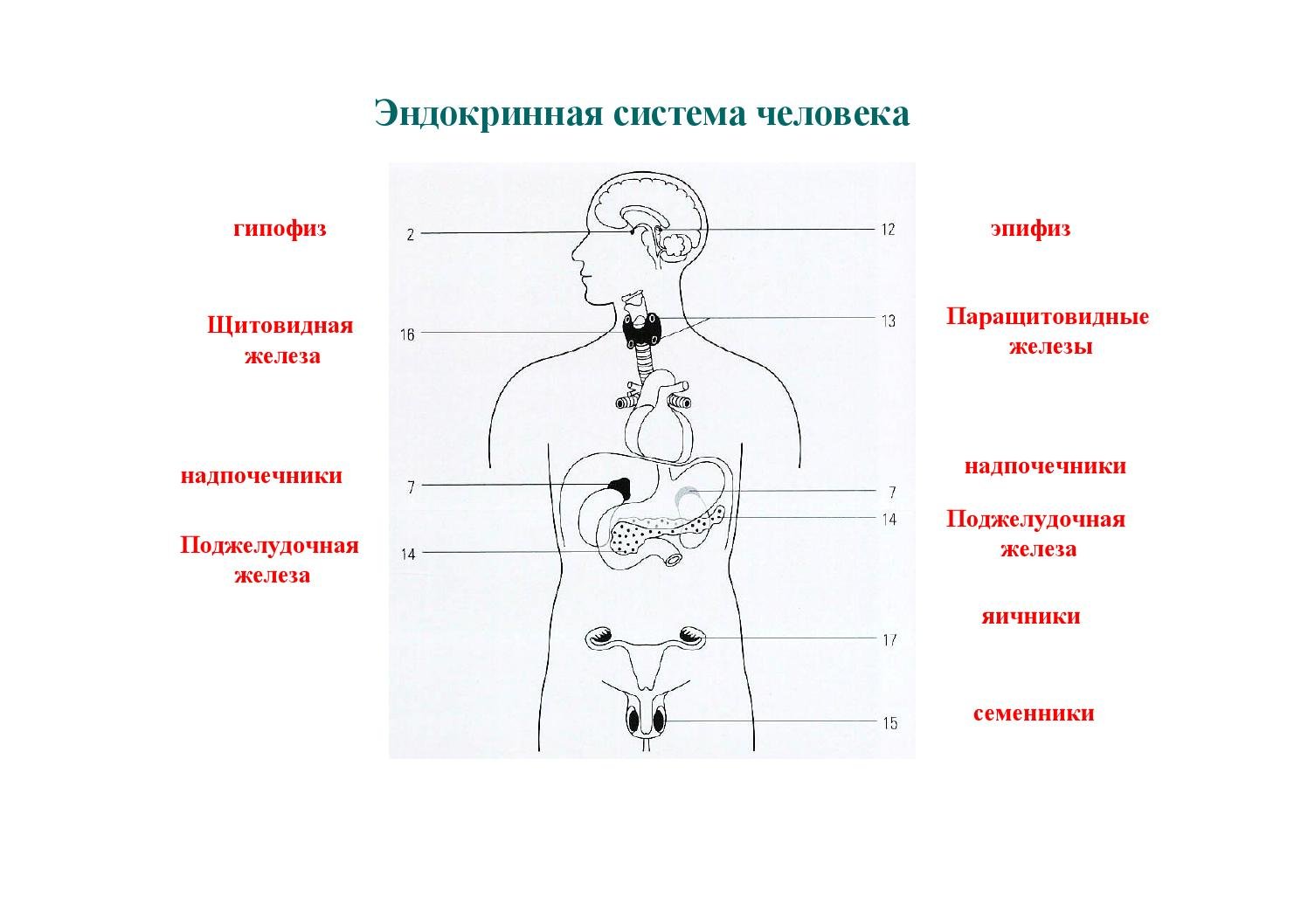 Рисунок эндокринной системы человека. Эндокринная система схема расположения желез. Эндокринная система человека железы внутренней секреции. Эндокринная система схема рисунок. Эндокринная система железы внутренней секреции схема.