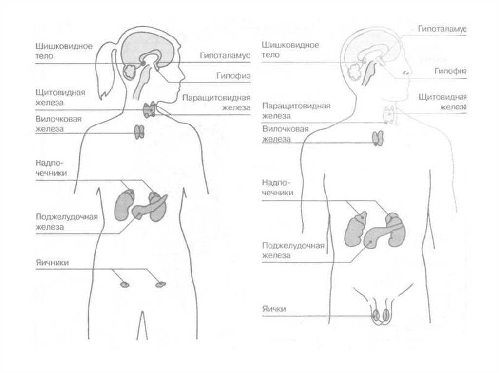 Рисунок эндокринной системы человека