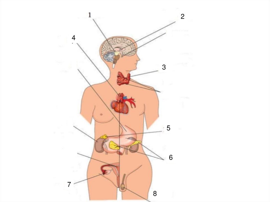 Какая эндокринная железа изображена на рисунке. Схема желез внутренней секреции человека. Схема расположения желез внутренней секреции в организме человека. Железы внутренней секреции человека рисунок. Строение эндокринной системы человека картинка..