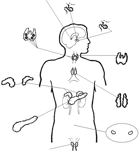 Рисунок эндокринной системы человека. Эндокринная система рис. Эндокринная система человека рисунок. Схема строения эндокринной системы. Эндокринная система человека черно белая.