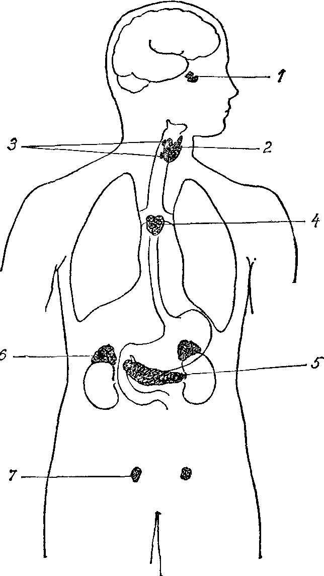 Рисунок эндокринной системы человека. Эндокринная система схема расположения желез. Схема желез внутренней секреции. Расположение желез внутренней секреции рисунок. Эндокринная система железы внутренней секреции рисунок.
