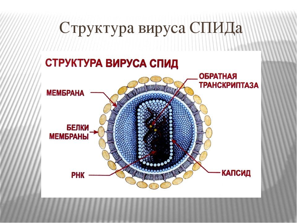 Вич название вируса. Схематическое строение вируса СПИДА. Строение вируса ВИЧ биология. Строение вириона ВИЧ. Строение сложного вируса ВИЧ.