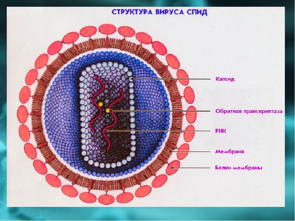 Вич биология. Строение вируса СПИДА. Структура вириона вируса СПИДА. Строение вируса ВИЧ. Схема строения вириона ВИЧ.