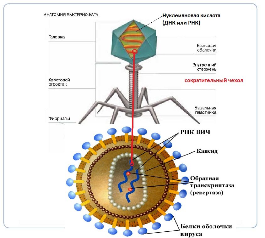 Вич биология. Строение вируса ВИЧ инфекции. Строение ВИЧ вируса схема. Схема строения вируса иммунодефицита человека. ВИЧ структура вириона.