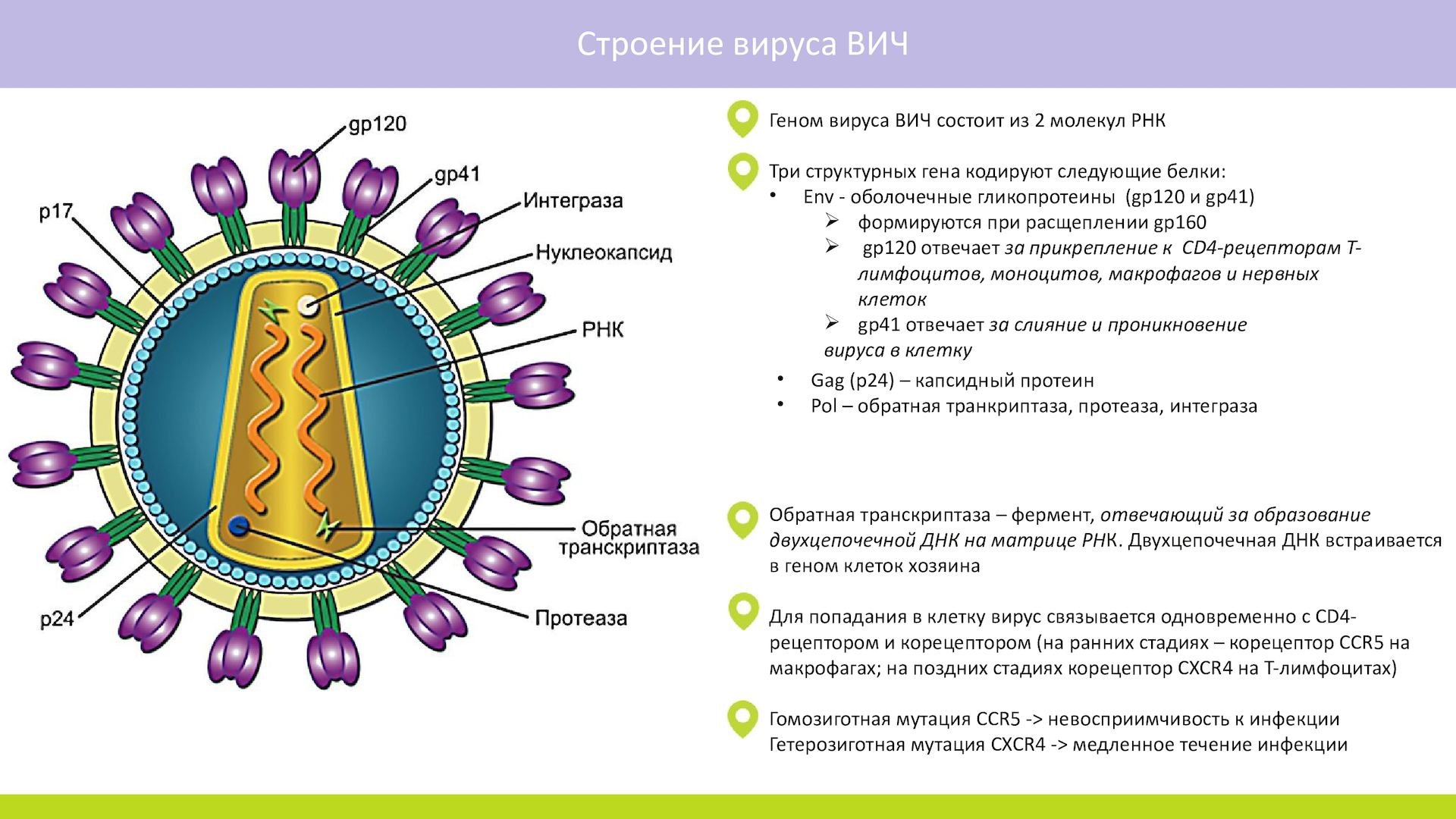 Вич биология. Строение вируса ВИЧ инфекции. ВИЧ строение вируса кратко. Строение вируса 2 РНК. Вирус иммунодефицита человека строение.