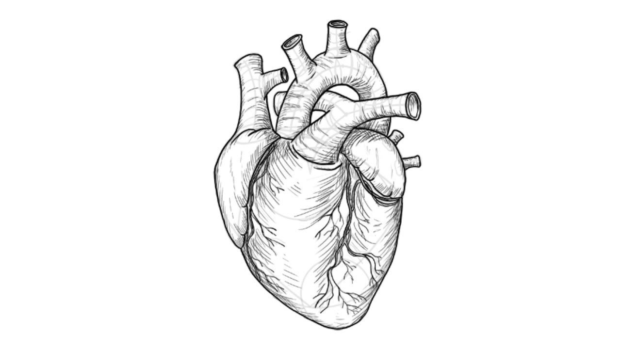 Орган сердце человека рисунок. Нарисовать сердце. Сердце человека для срисовки. Человеческое сердце карандашом. Человеческое сердце рисунок.